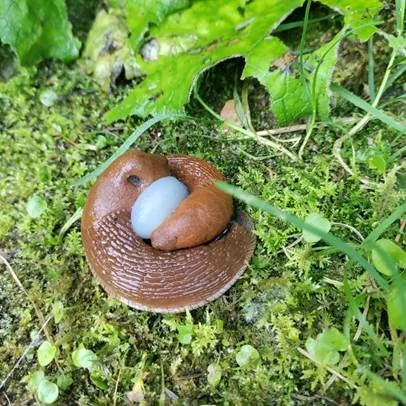 Võõrnälkjate tõrje Haapsalus: kuidas hävitada munad enne talve